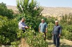 ‌ریجاب؛ بهشت باغداری دالاهو و غرب استان کرمانشاه