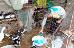 طیور کرمانشاه درمقابل نیوکاسل واکسینه شدند